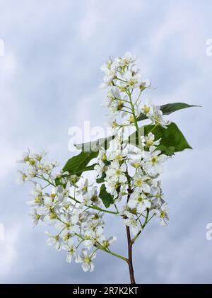 Nahaufnahme des Vogelkirschbaums Prunus padus blühende weiße Blumen im Frühling Stockfoto