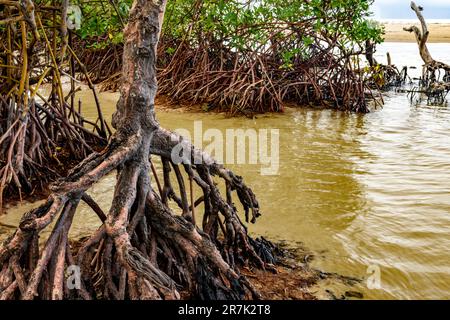 Am Sargi Beach in Serra Grande an der Küste von Bahia trifft die dichte Mangrovenvegetation auf das Meer Stockfoto