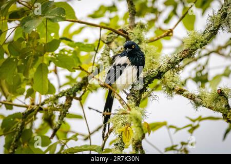 Elster-Tanager auf einem mit Flechten überzogenen Ast, vor der Kamera, grüne Blätter in Bäumen, Serra da Mantiqueira, Atlantischer Wald, Itatiaia, B Stockfoto