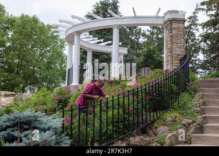 Gärtner, die an einem Sommertag im Como Park Zoo and Conservatory in St. die rosa Rosenbüsche unter einem Dorn schneiden Paul, Minnesota, USA. Stockfoto