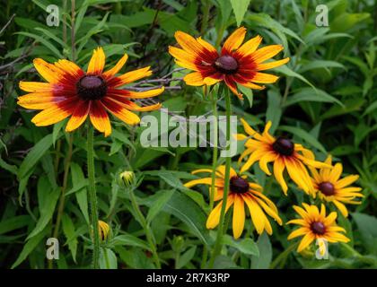 Hübsche rote und gelbe Lagerfeuer-Rudbeckia, oft Coneflowers, Decken oder schwarze susans in einem Sommergarten im Como Park Zoo und Conservatory genannt Stockfoto