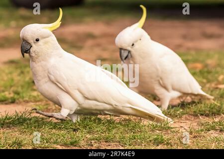 Zwei Kakadus mit Schwefelkammmuscheln (Cacatua galerita), die im Freien stehen Stockfoto