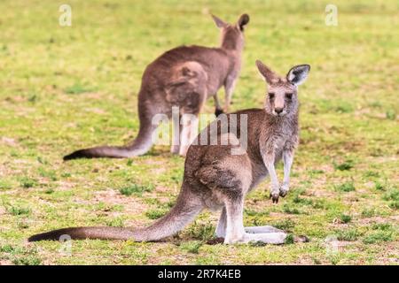 Zwei östliche graue Kängurus (Macropus giganteus), die im Freien stehen Stockfoto