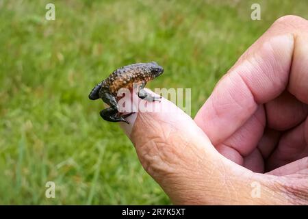 Nahaufnahme einer winzigen, wunderschönen Maldonada-Rotbauchkröte, die auf dem Daumen eines Mannes sitzt, Itatiaia, Brasilien Stockfoto