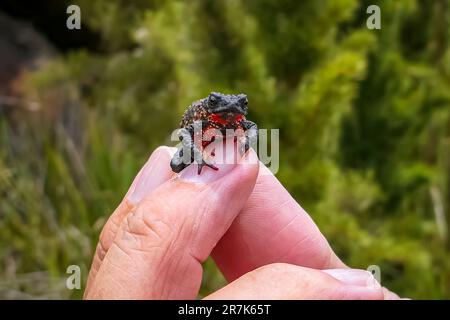 Nahaufnahme einer winzigen, wunderschönen Maldonada-Rotbauchkröte, die vor die Kamera auf den Fingern eines Mannes, Itatiaia, Brasilien, blickt Stockfoto