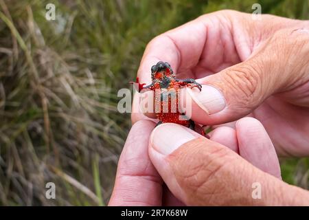 Nahaufnahme einer winzigen, wunderschönen Mammutkröte, die den Bauch zeigt, an den Händen eines Mannes gehalten, Itatiaia, Brasilien Stockfoto