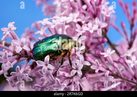 Grüne Rose Chafer (Cetonia aurata) auf kleinen rosa Fliederblumen Stockfoto