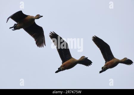 Eine idyllische Szene mit drei Enten, die in einer Linie fliegen Stockfoto