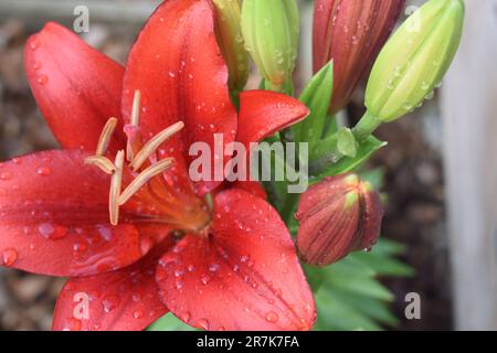 Eine dunkelrote asiatische Lilie blüht zusammen mit einer Gruppe ungeöffneter Zwiebeln, die auf einem Stiel zusammenwachsen, und bildet einen wunderschönen natürlichen Bouquet. Wassertropfen. Stockfoto