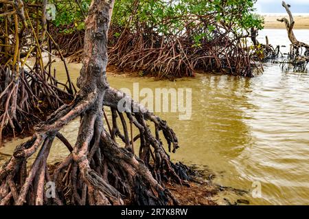 Am Sargi Beach in Serra Grande an der Küste von Bahia trifft die dichte Mangrovenvegetation auf das Meer Stockfoto