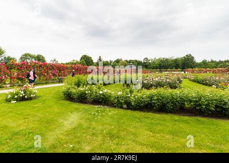 Gräfin Margit Cziraky Rose Garden, gegründet 1908, Esterhazy Palace, Fertod, Ungarn Stockfoto