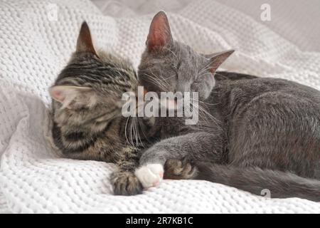 Zwei Katzen, die zu Hause auf einer weißen Decke kuscheln. Süße Hauskatzen mit Streifenmuster. 2 schlafende Kätzchen waschen sich bequem. Familienpaar Katze ruht sich aus Stockfoto