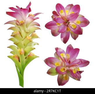 Curcuma zanthorrhiza-Blüte auf weißem Hintergrund. Stockfoto