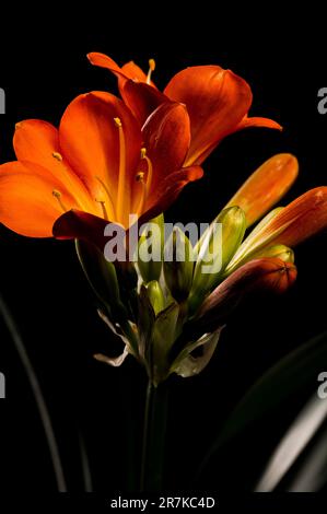 Eine lebendige Clivia-Blume hebt sich vor einem dunklen Hintergrund hervor und schafft einen fesselnden Kontrast Stockfoto