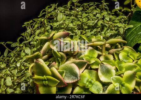 Eine lebhafte Auswahl an saftigen, fetten Weibchen in einem Topf Stockfoto