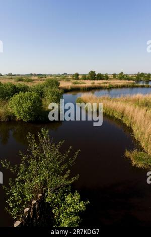 Uitzicht über Het laagveenmoeras met rietland; Blick auf Torf - bog mit reedbeds Stockfoto