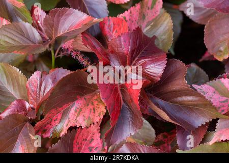 Rotes Blatt Copperleaf oder Acalypha wilkesiana oder Mosaica Zierpflanze. Hintergrund der roten Blätter Stockfoto