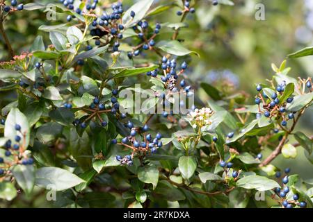 Die dekorativen blauen schwarzen Beeren von Viburnum tinus 'Eve Price'. Ein kleiner immergrüner, winterblühender Strauch, in Nahaufnahme mit Copyspace rechts. Stockfoto