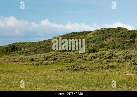 Landschaft am Zuidduinen im Sommer Stockfoto