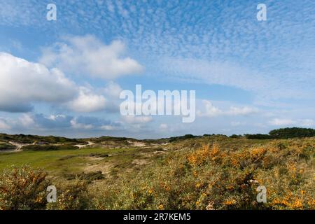 Landschaft am Zuidduinen im Sommer Stockfoto