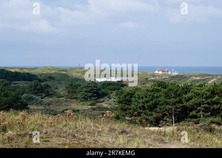 Landschaft am Zuidduinen im Sommer Stockfoto