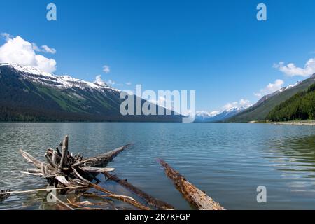 Blick aus dem niedrigen Winkel auf das Treibholz in Lake Moose, Alberta, Kanada, mit Panoramablick über das Wasser und die schneebedeckten Berge im Mt Robson Provincial Park Agains Stockfoto