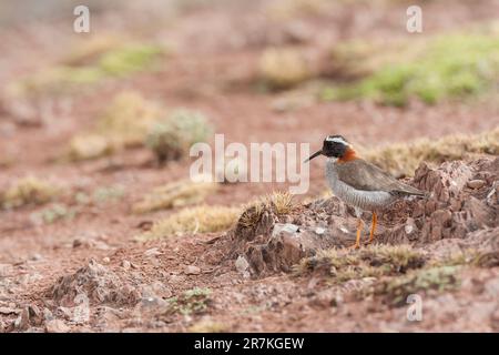 Ausgewachsener diademischer Sandpfeifer (Phegornis mitchellii) in den hohen Anden von Zentral-Peru. Stockfoto