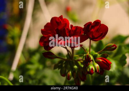 Rote blühende Geranienblumen an einem Sommerabend Stockfoto