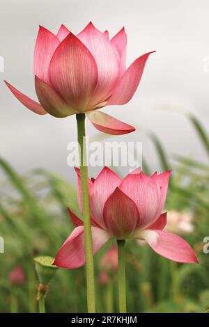 Herrlicher Blick auf blühende Lotusblumen, Nahaufnahme von rosa Lotusblumen, die im Sommer im Teich blühen Stockfoto