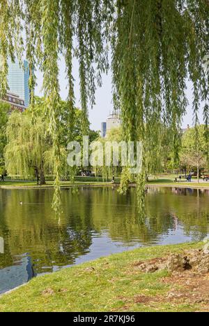 Boston Garden ist ein Wahrzeichen der Grünflächen an der südwestlichen Ecke des Beacon Hill Viertels. Der zentrale Teich des Gartens ist von Trauerweiden umgeben. Stockfoto