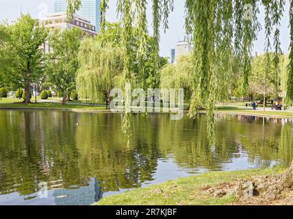 Boston Garden ist ein Wahrzeichen der Grünflächen an der südwestlichen Ecke des Beacon Hill Viertels. Der zentrale Teich des Gartens ist von Trauerweiden umgeben. Stockfoto