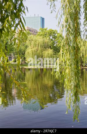 Boston Garden ist ein Wahrzeichen der Grünflächen an der südwestlichen Ecke des Beacon Hill Viertels. Der zentrale Teich des Gartens ist von Trauerweiden umgeben. Stockfoto