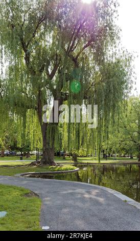 Boston Garden ist ein Wahrzeichen der Grünflächen an der südwestlichen Ecke des Beacon Hill Viertels. Der zentrale Teich des Gartens ist von Trauerweiden umgeben. Stockfoto