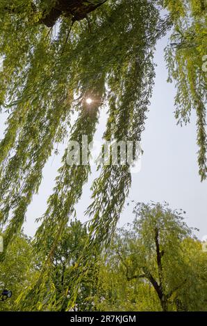 Boston Garden ist ein Wahrzeichen der Grünflächen an der südwestlichen Ecke des Beacon Hill Viertels. Der zentrale Teich des Gartens ist von Trauerweiden umgeben. Stockfoto