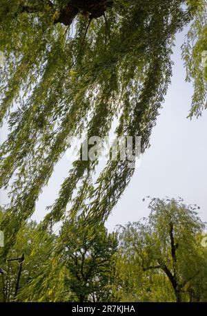 Boston Garden ist ein Wahrzeichen der Grünflächen an der südwestlichen Ecke des Beacon Hill Viertels. Der zentrale Teich des Gartens ist von Trauerweiden umgeben. Stockfoto