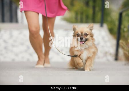 Frau mit Hund. Fröhliches chihuahua an der Leine, die zur Treppe rauf läuft. Stockfoto