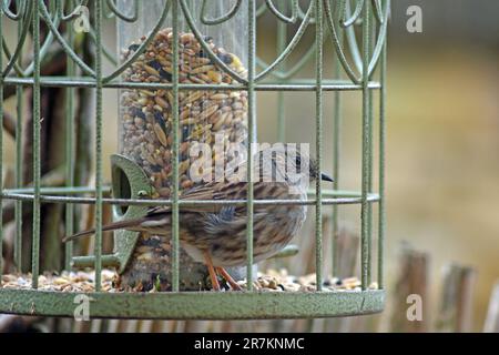 Erwachsene Dunnock (Wissenschaftlicher Name Prunella modularis) auf Vogelfuttermittel in Cotswold Garden, England, Großbritannien Stockfoto