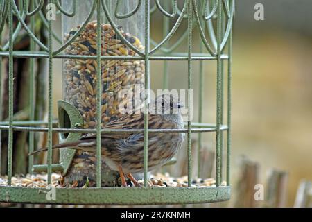 Erwachsene Dunnock (Wissenschaftlicher Name Prunella modularis) auf Vogelfuttermittel in Cotswold Garden, England, Großbritannien Stockfoto