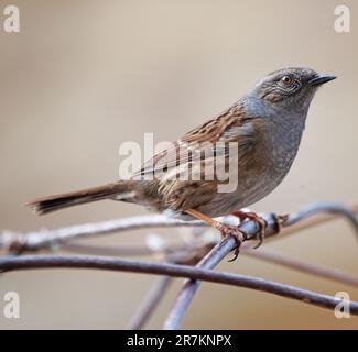 Erwachsene Dunnock (wissenschaftliche Bezeichnung Prunella modularis) in Cotswold Garden, England, Großbritannien Stockfoto