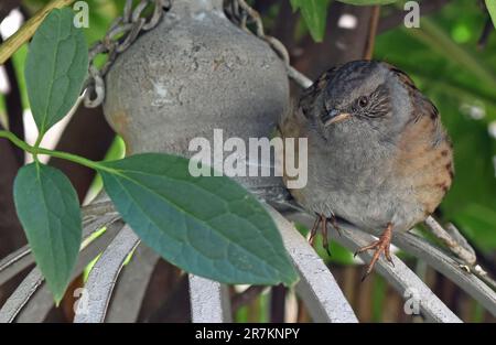Erwachsene Dunnock (wissenschaftliche Bezeichnung Prunella modularis) in Cotswold Garden, England, Großbritannien Stockfoto