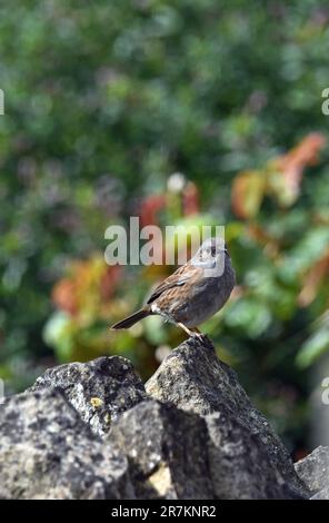 Erwachsene Dunnock (wissenschaftliche Bezeichnung Prunella modularis) in Cotswold Garden, England, Großbritannien Stockfoto