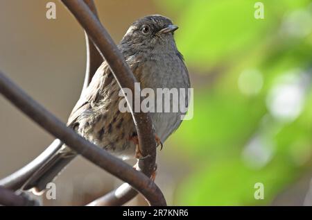 Erwachsene Dunnock (wissenschaftliche Bezeichnung Prunella modularis) in Cotswold Garden, England, Großbritannien Stockfoto