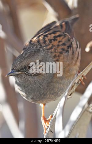Erwachsene Dunnock (wissenschaftliche Bezeichnung Prunella modularis) in Cotswold Garden, England, Großbritannien Stockfoto