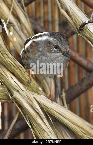 Erwachsene Dunnock (wissenschaftliche Bezeichnung Prunella modularis) in Cotswold Garden, England, Großbritannien Stockfoto