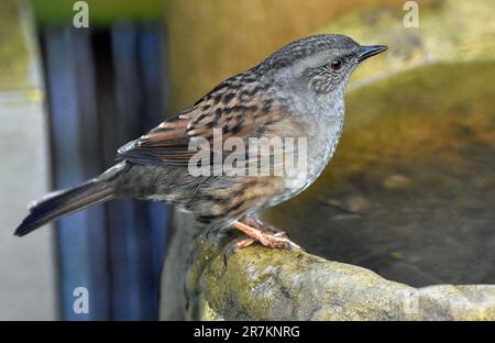 Erwachsene Dunnock (Wissenschaftlicher Name Prunella modularis) im Vogelbad in Cotswold Garden, England, Großbritannien Stockfoto