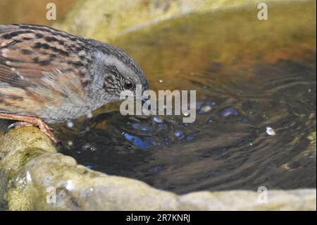 Erwachsene Dunnock (Wissenschaftlicher Name Prunella modularis) im Vogelbad in Cotswold Garden, England, Großbritannien Stockfoto
