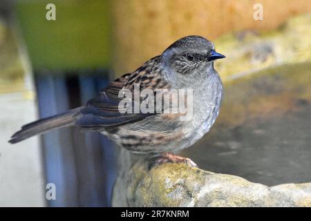 Erwachsene Dunnock (Wissenschaftlicher Name Prunella modularis) im Vogelbad in Cotswold Garden, England, Großbritannien Stockfoto