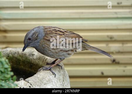 Erwachsene Dunnock (Wissenschaftlicher Name Prunella modularis) im Vogelbad in Cotswold Garden, England, Großbritannien Stockfoto