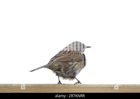 Erwachsene Dunnock (wissenschaftliche Bezeichnung Prunella modularis) in Cotswold Garden, England, Großbritannien Stockfoto
