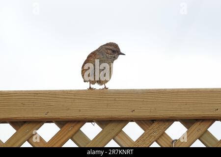 Fledgling Dunnock (Wissenschaftlicher Name Prunella modularis) in Cotswold Garden, England, Großbritannien Stockfoto